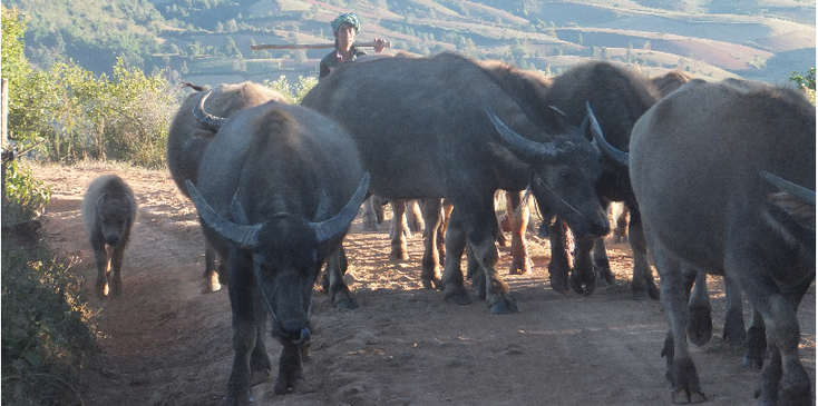 Buffel-Kalaw-trekking-Myanmar