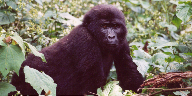 Bwindi-nationaal-park-berg-gorilla-Oeganda-jungle