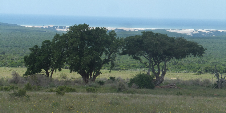 Addo-Oceaan-Nationaal-Park-Zuid-Afrika