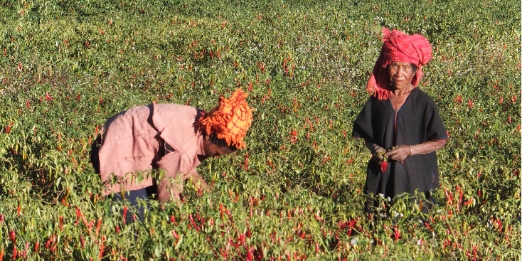 Kalaw-trekking-chili-Myanmar-Birma