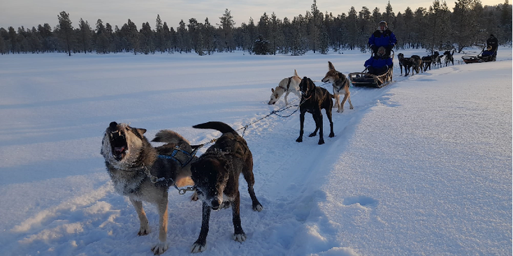Inari-hondenslee-husky-sneeuw-slee-Lapland-Finland