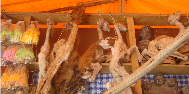 Witch-Market-La-Paz-Bolivia-Dried-Lama-Vicuna