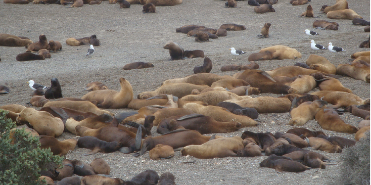 Valdez-peninsula-nationaal-park-zeehonden-zeeleeuwen-oceaan-kust-Argentinië