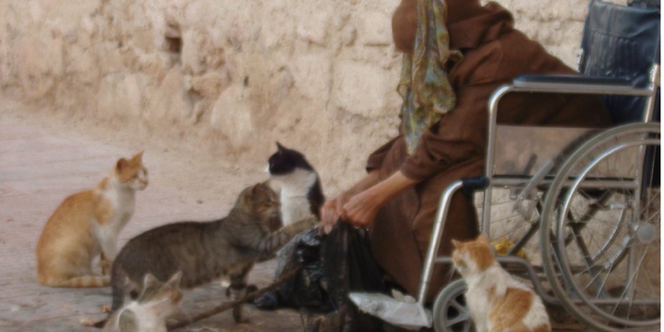 Essaouira-Portugees-stad-katten-Marokko