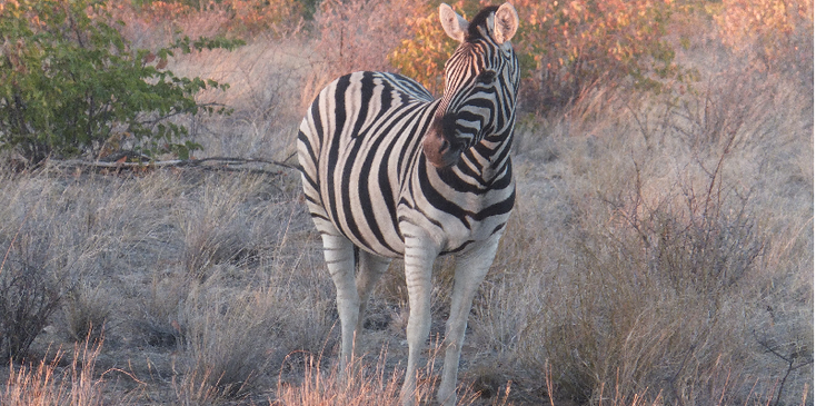 Etosha-zebra-Nationaal-Park-Namibië