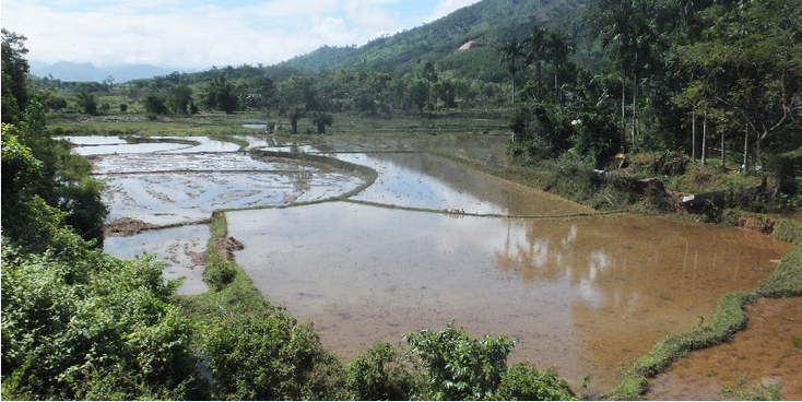 Vietnam-rijstvelden-rijst-verbouwen-binnenland