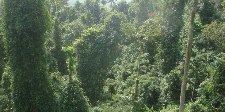 Kakum-nationaal-park-hangbrug-jungle-Ghana