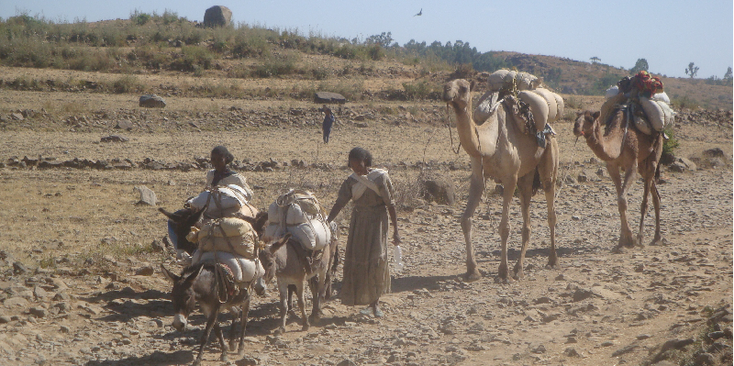 Axum-kameel-ezel-platteland-Ethiopië