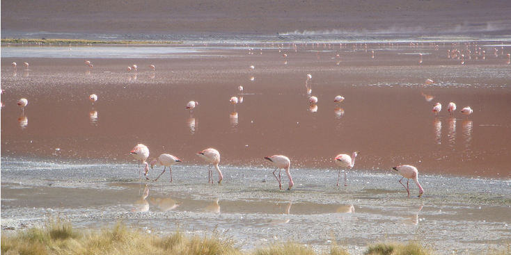 Uyuni-Bolivia-Los-Lipez-zoutvlakte-flamingo-groen-meer