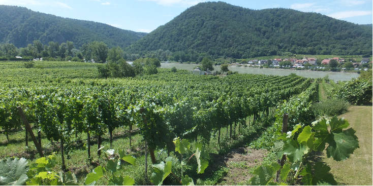 Wachau-Durnstein-wijnranken-Donau-Oostenrijk