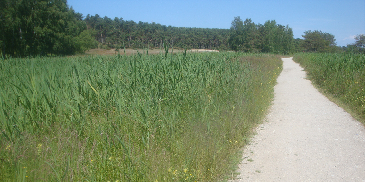 Curonion-Spit-nationaal-park-duinen-naaldbos-Litouwen