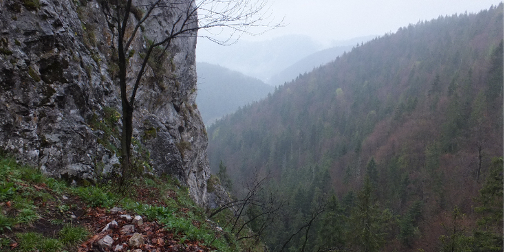 Slovensky-Raj-Nationaal-Park-bos-Slowakije