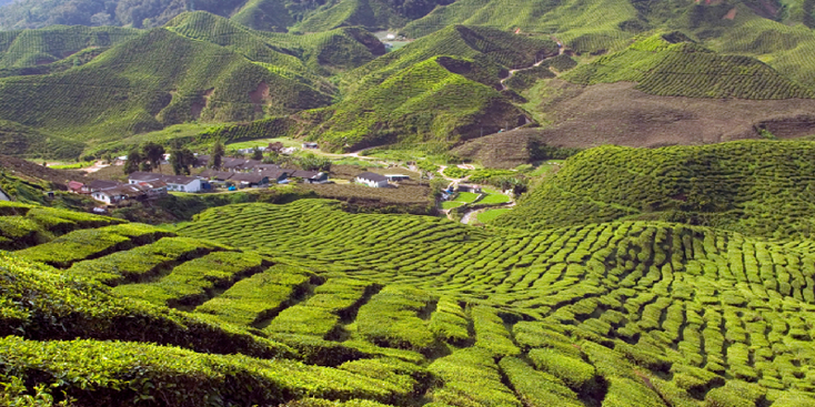Cameron-Highlands-hooglanden-theeplantages-marley