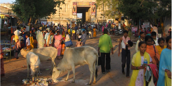 Hampi-Karnataka-ruïnes-heilige-koe-India