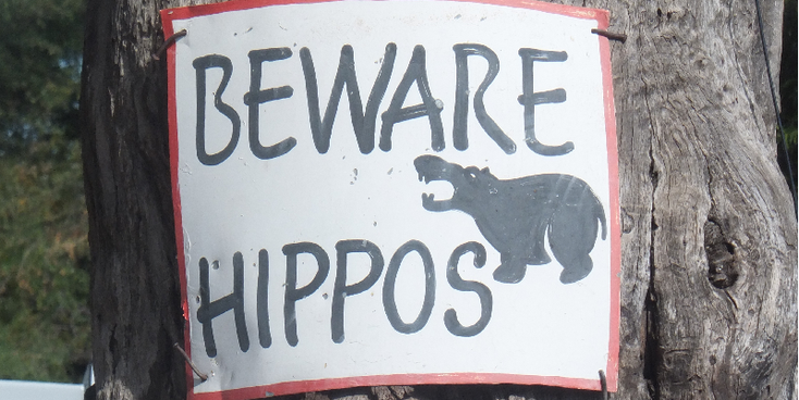 Chobe-riverfront-nationaal-park-natuurpark-hippos-papier-nijlpaard-Botswana