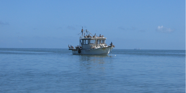 Livingstone-Guatemala-pelikanen-Rio-Dulce