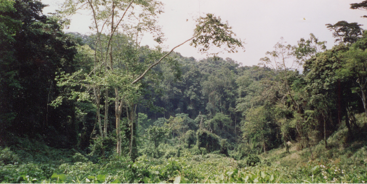 Bwindi-Nationaal-Park-berggorilla-jungle-Oeganda