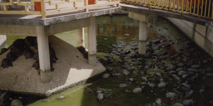 Kek-Loksi-tempel-schildpadden-Georgetown-Penang-Maleisië