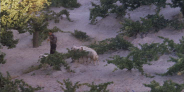 Goreme-Cappadocië-geiten-herder-Turkije