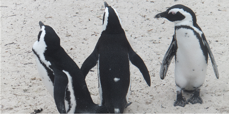 Simons-town-pinguïn-Zuid-Afrika-Kaapstad