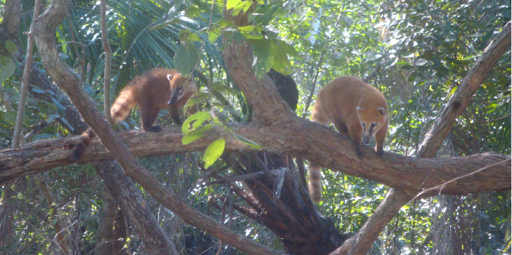 Pantanal-moeras-rode-neusberen-Brazilië-Nationaal-Park-Jungle