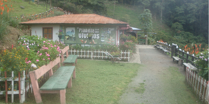 Valle-de-Cocora-Salento-La-Montana-Colombia-wax-palmtrees-palmbomen-hoog-dunne-stam-vallei