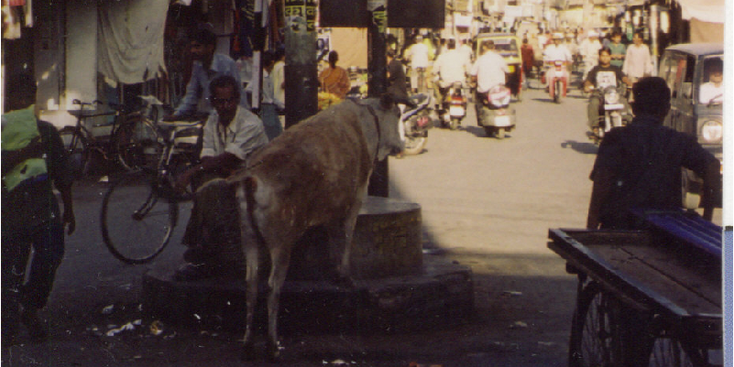 Udaipur-Holy-Cow-Riksja-Rajasthan-India