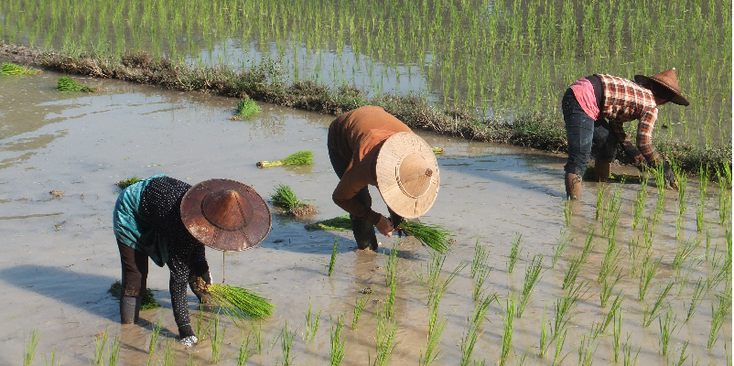 Hpa-An-rijstvelden-rijstplukker-rijst-Myanmar