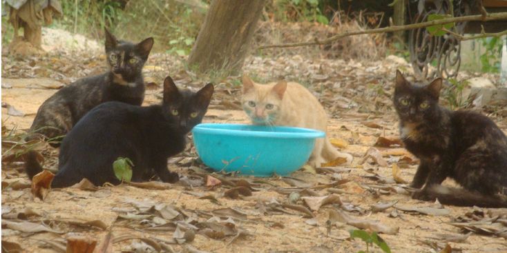 Monkey-Forest-kat-Kakum-Nationaal-park-Ghana
