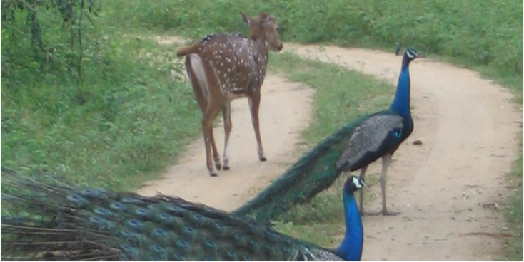 Yala-Nationaal-park-hert-pauw-Sri-Lanka