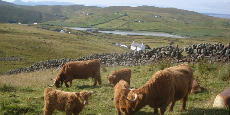 Point-of-Stoer-koe-Schotland