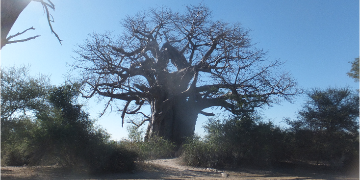 Bwabwata-Mahango-Game-Reserve-Nationaal-park-natuurpark-Caprivi-strip-Namibië-baobab-boom