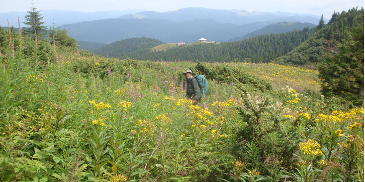 Hoverla-berg-bloemen-Karpaten-gebergte-Oekraïne