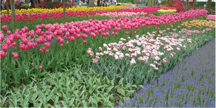 Keukenhof-Lisse-bloemen-tulpen-Nederland