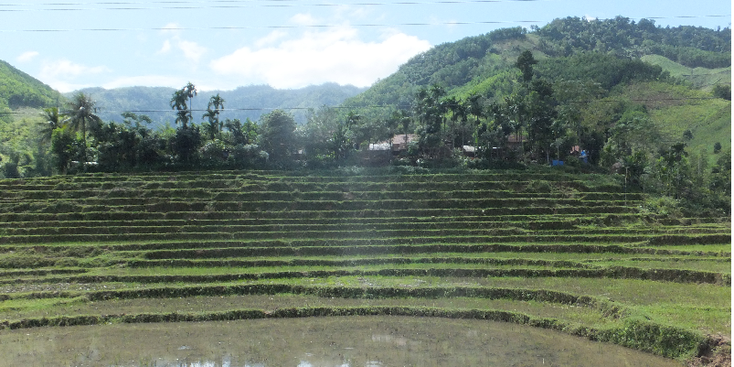 Kon-Tum-Quang-Ngai-rijstvelden-Vietnam