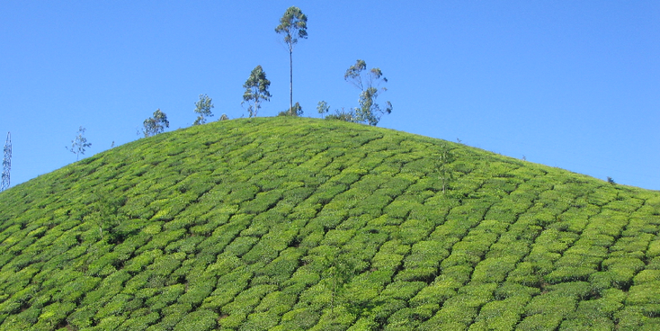 Munnar-Tea-Plantage-India-Pickers-Plants