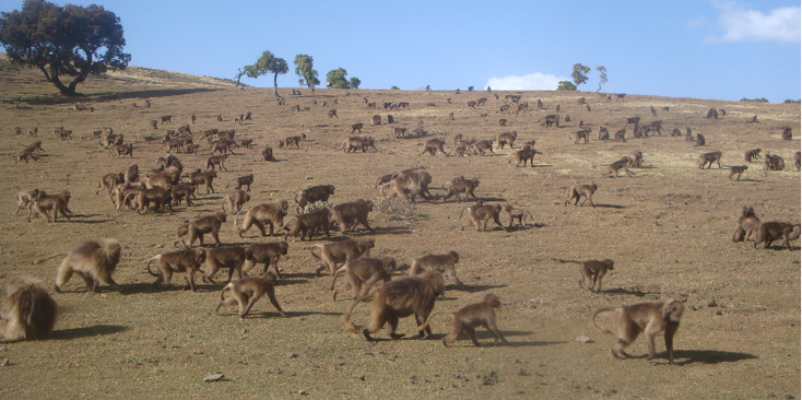 Simien-Nationaal-park-Ethiopië-Gelata-Baboon-bavianen-apen