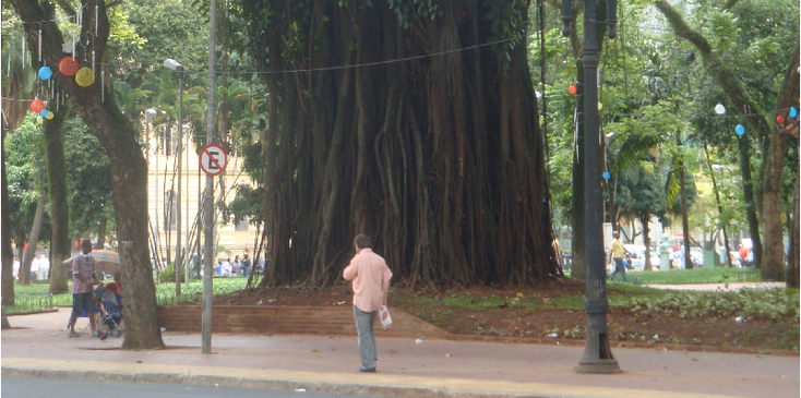 Praca-da-Republica-Sao-Paulo-Brazilië-park-bomen