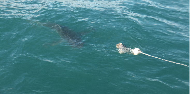 Shark-Cage-Diving-haai-kooi-duiken-aas-oceaan-Hermanus-Zuid-Afrika