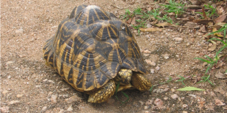 Polonnaruwa-Turtle-Sri-Lanka