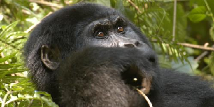 Bwindi-nationaal-park-berg-gorilla-Oeganda-jungle