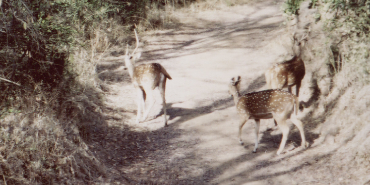 Ranthambore-nationaal-park-hert-India