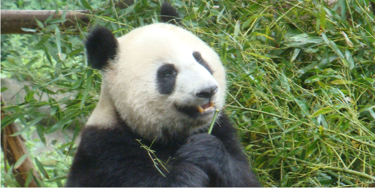 Chengdu-Sichuan-Panda-beer-Project-China-Conservatie-centrum
