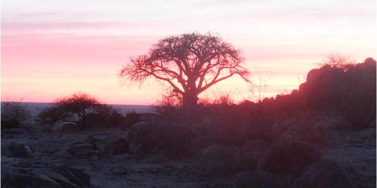 Kubu-island-eiland-zoutpan-zoutmeer-Baobab-boom-zonsondergang-Botswana