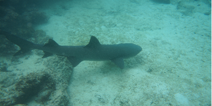 Galapagos-haai-onderwater-zee-eilandengroep-Ecuador