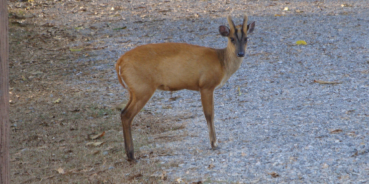 Khao-Yai-Nationaal-Park-hert-Thailand