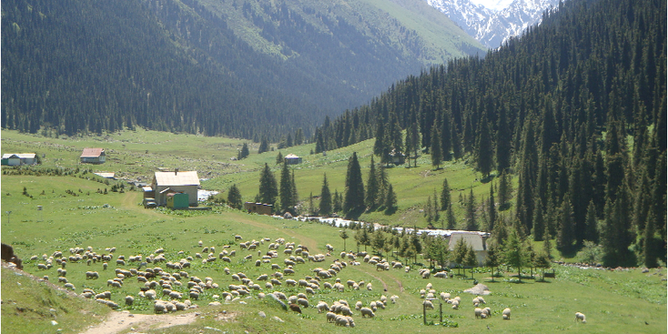 Altyn-Arashan-naaldbos-vallei-rivier-alpenweiden-Kirgizië