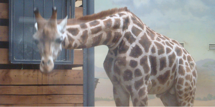 Jihlava-giraffe-Tsjechië-dierentuin