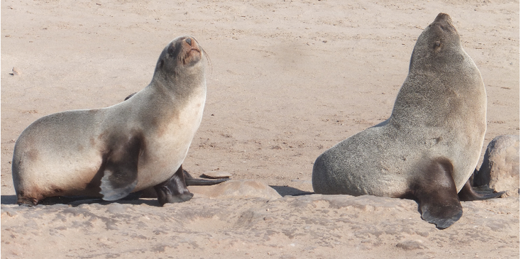 Cape-Cross-zeeleeuw-zeehond-kolonie-Namibië