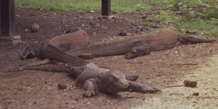 Rinca-Nationaal-Park-Indonesië-Komovaraan-reuze-varaan-Komodo